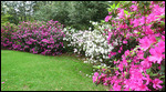 Azalea flowers