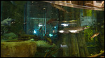 Even have an aquarium