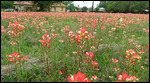 Indian Paintbrush
