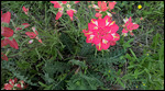 Indian Paintbrush
