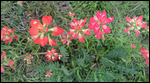 Indian Paintbrush