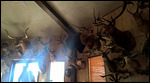 Taxidermy at Mikeska's BBQ 