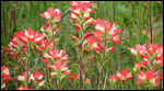 Indian Paintbrush