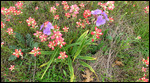 Indian Paintbrush