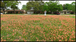 Indian Paintbrush