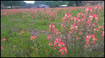 Indian Paintbrush