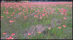 Indian Paintbrush