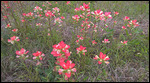 Indian Paintbrush
