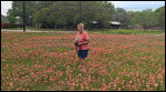Indian Paintbrush Queen