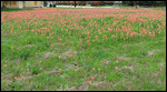Indian Paintbrush