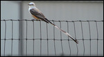 Scissor-tailed Flycatcher