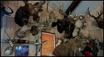 Taxidermy at Mikeska's BBQ 