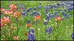 Indian Paintbrush and Bluebonnets