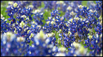 Texas Bluebonnets