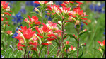 Indian Paintbrush and Bluebonnets