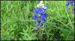 Texas Bluebonnets