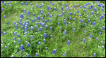 Texas Bluebonnets