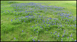 Texas Bluebonnets