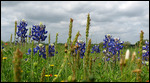 Texas Bluebonnets