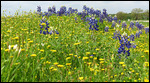 Texas Bluebonnets
