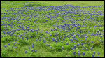 Texas Bluebonnets