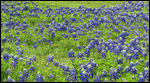Texas Bluebonnets