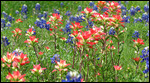 Indian Paintbrush and Bluebonnets