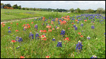 Indian Paintbrush and Bluebonnets