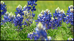 Texas Bluebonnets