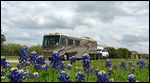 Texas Bluebonnets and our coach