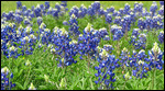 Texas Bluebonnets