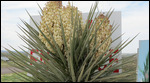 Nice Yucca plant in bloom