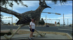Fort Stockton Roadrunner