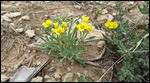 Low Bladderpod