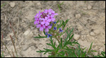 Some sort of Phlox