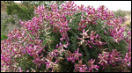 Woolly Locoweed (astragalus mollissimus)