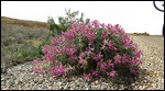Wooly Locoweed