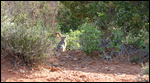 Jack Rabbit
