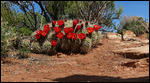 Claret Cups