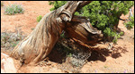 Gnarly trees