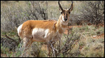 Pronghorn