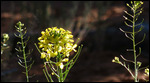 Not ID'd yet