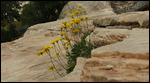 Yellow flowers along our path