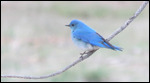 Mountain Bluebird - great color