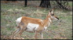 Pronghorn Antelope
