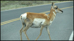 We had to slow down for this Pronghorn