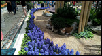 A row of Hyacinths