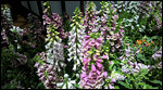 Foxglove flowers were everywhere