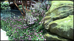 Foxglove flowers and tulips
