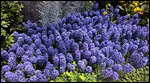 Hyacinths were everywhere
